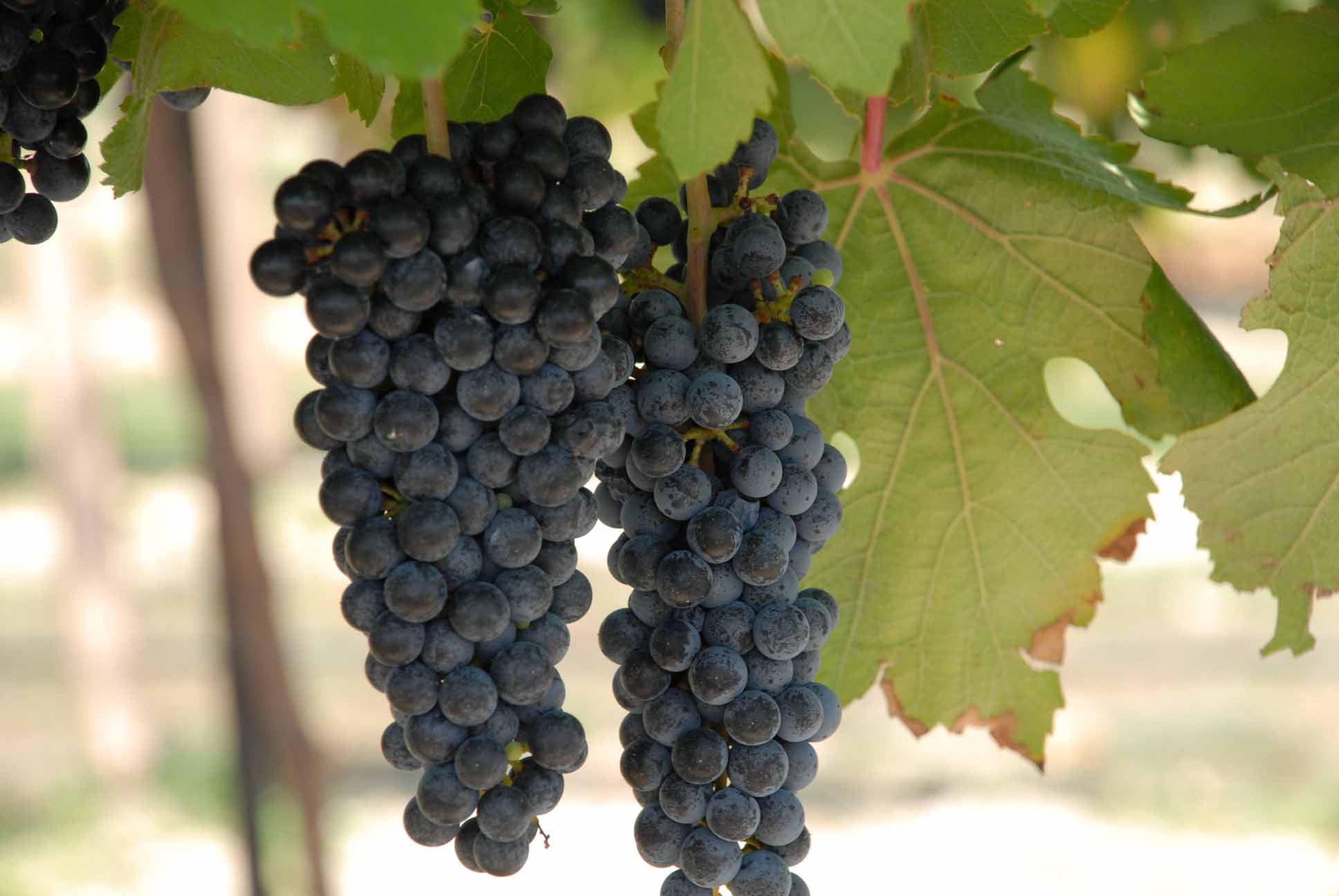 Black Spanish (Lenior) Grapes